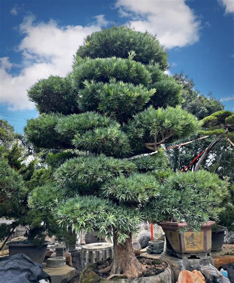 羅漢松庭園樹|羅漢松：珍稀樹種的奧秘與養護撇步 – 植物盆栽綠寶典